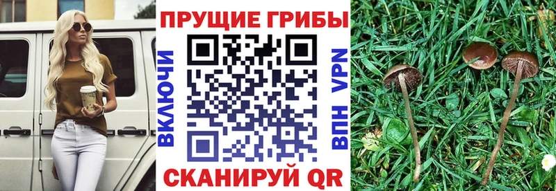 Псилоцибиновые грибы мицелий  Купить  Мосальск 